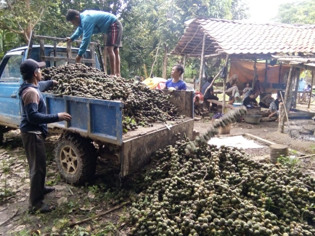 Pengrajin mengangkut beluluk yang sudah dipanen untuk diolag menjadi kolang-kaling. Foto: Istimewa