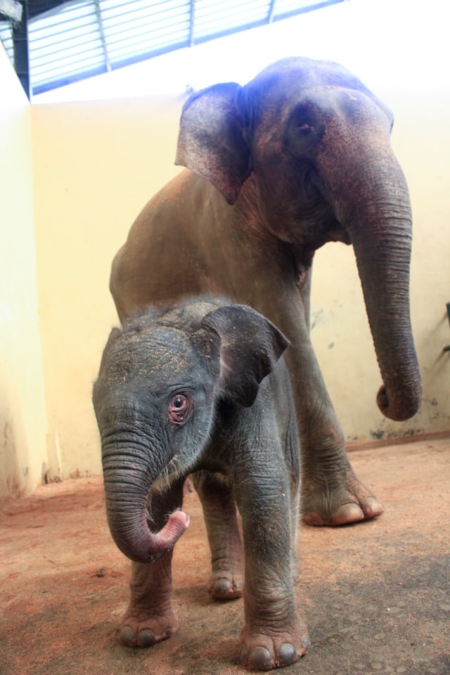 Anak gajah bernama Covid di Taman Safari Indonesia  Foto: Dok. Tony Sumampau 