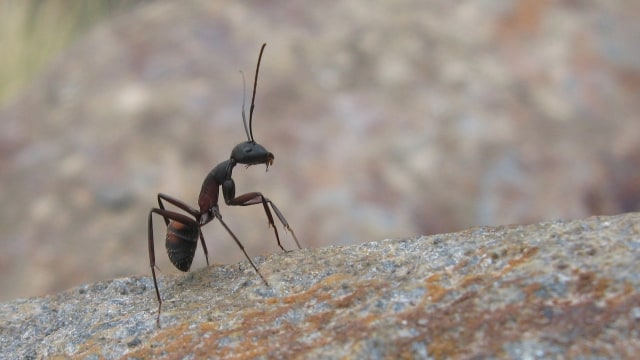 Ilustrasi Semut. Dok: Vlada11 via Pixabaya (CCO)