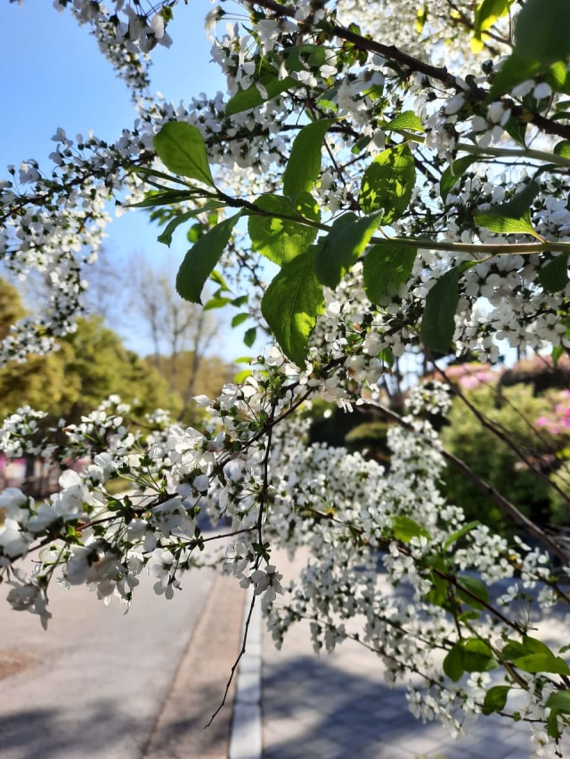 Salah satu jenis bunga yang mekar musim semi di Seoul, Korea Selatan. Foto: Khiththati/acehkini 