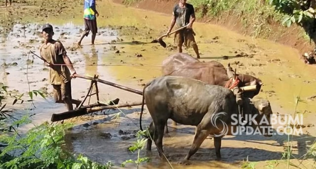 Membajak sawah dengan kerbau masih dilakukan petani di Desa Boregah Indah, Kecamatan Cimanggu, Kabupaten Sukabumi. | Sumber Foto:Ragil Gilang