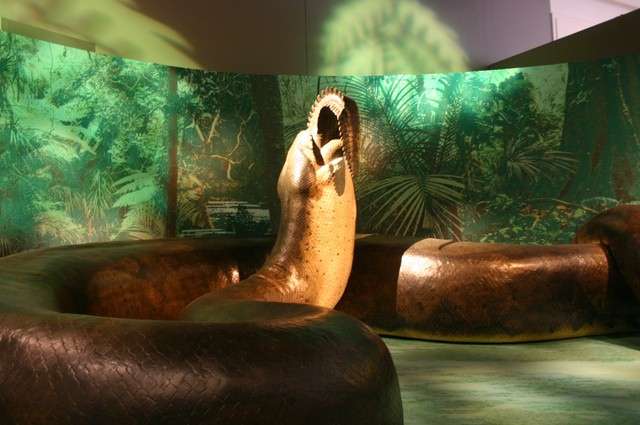 Replika ular raksasa Titanoboa di Smithsonian Natural History Museum. Foto: Ryan Somma (CC BY 2.0)
