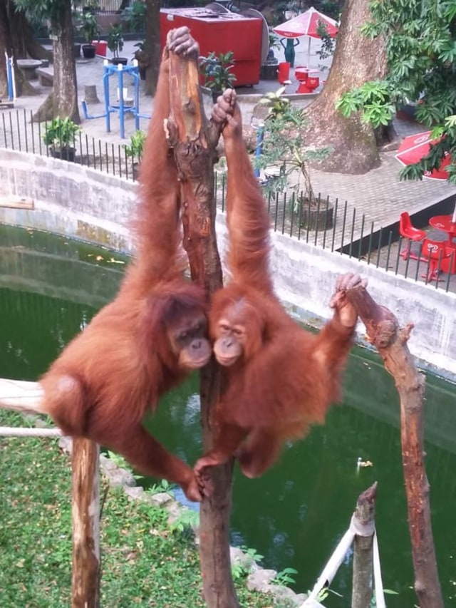 Pemerintah pastikan beri subsidi untuk pakan satwa di seluruh kebun binatang dan lembaga konservasi. Foto: Dok. KLHK