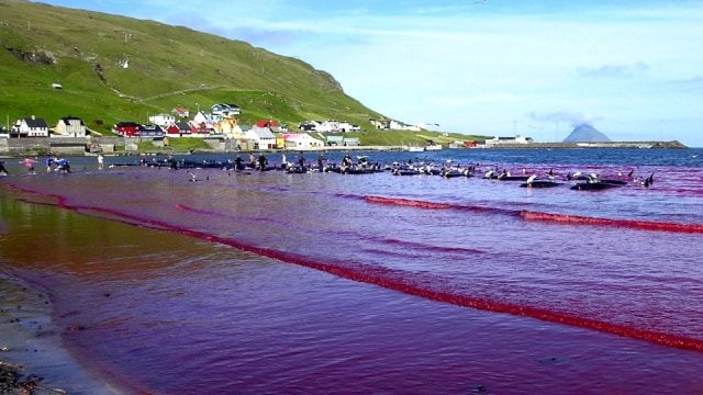 Foto: commons.wikimedia.org