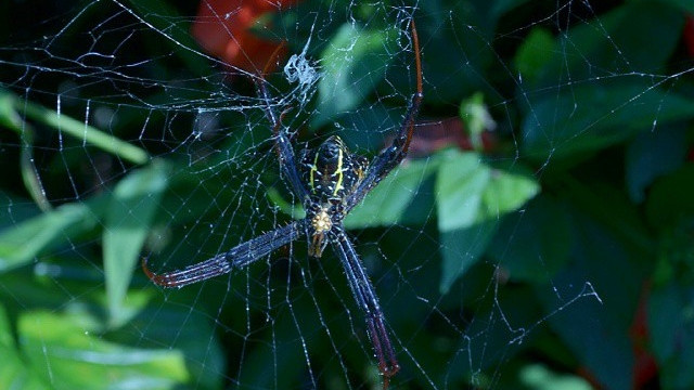 Ilustrasi laba-laba. Foto: Faisal Rahman/kumparan