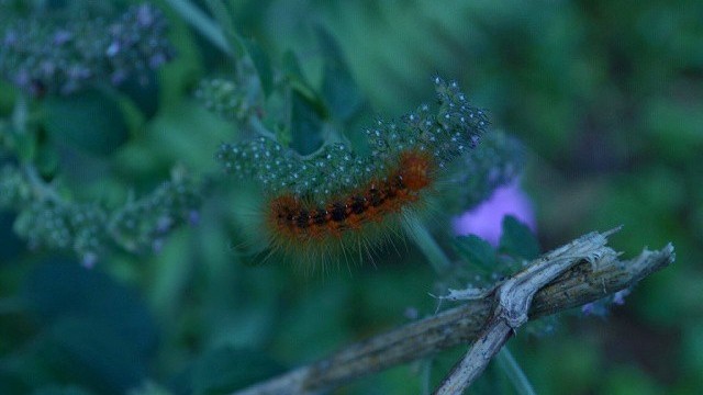 Ilustrasi ulat bulu. Foto: Faisal Rahman/kumparan
