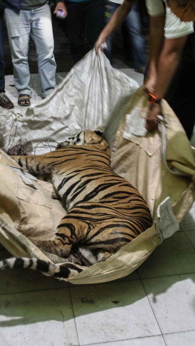 Petugas Balai Besar Konservasi Sumber Daya Alam (BBKSDA) Riau mengangkat seekor Harimau Sumatera (Panthera tigris sumatrae) yang mati. Foto: ANTARA FOTO/Rony Muharrman
