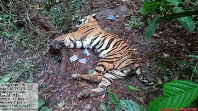 Harimau Jantan Tewas Terjerat Tali Sling di Area Konsesi PT Arara Abadi
