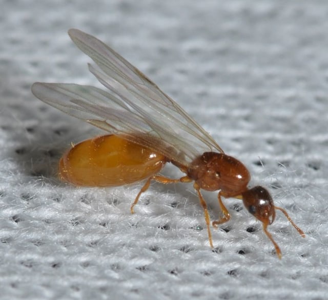  Semut Pencuri atau Solenopsis molesta sering mencuri  makanan dan semut yang masih muda (sumber: wikimedia commons)