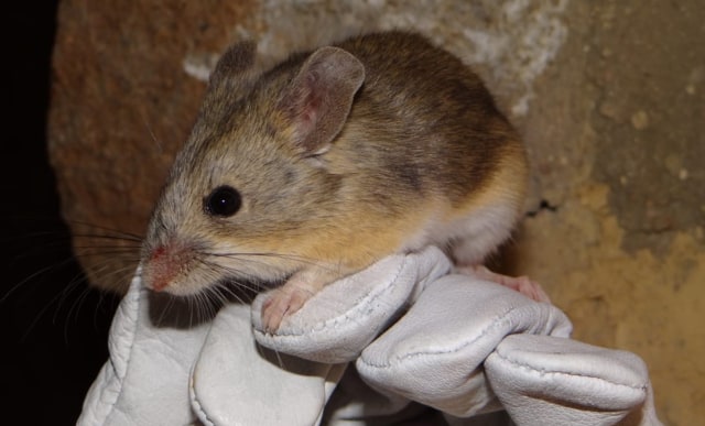 Tikus bertelinga kuning (Phyllotis xanthopygus rupestris) dinobatkan sebagai hewan mamalia dengan tempat tinggal tertinggi di dunia. Foto: Marcial Quiroga-Carmona/Nebraska Today)