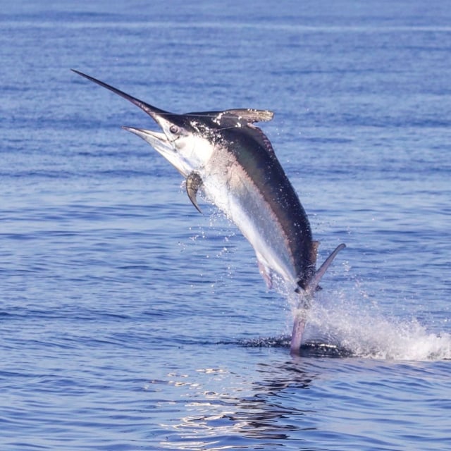 Ikan black marlin menjadi ikan yang dapat berenang dengan kecepatan tertinggi di dunia. Foto: Twitter/DrGuyHarvey
