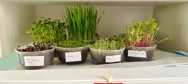 Microgreens, Foto: Twitter @sabaiX
