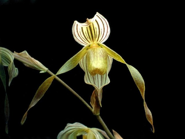 Foto oleh: Dalton Holland Baptista - Own work, CC BY-SA 3.0, https://commons.wikimedia.org/w/index.php?curid=4958023