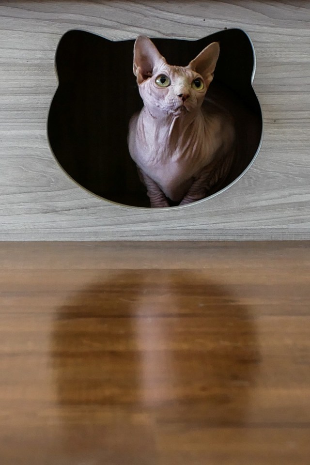 Seekor kucing bermain di Kopi Cat Cafe by Groovy Kemang, Jakarta, Sabtu (30/5/2020). Foto: ANTARA FOTO/Rivan Awal Lingga