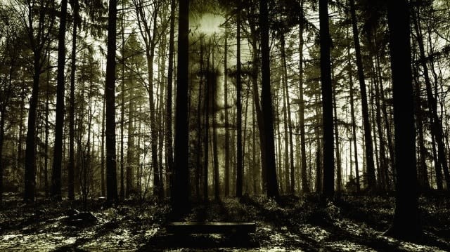 Ilustrasi hutan menyeramkan, dok: pixabay