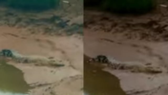 FOTO-foto buaya sepanjang 4 meter lebih menampakkan diri di daratan (lubuak) Batang Kuantan, Kuansing, Riau, sejak sebulan terakhir. 