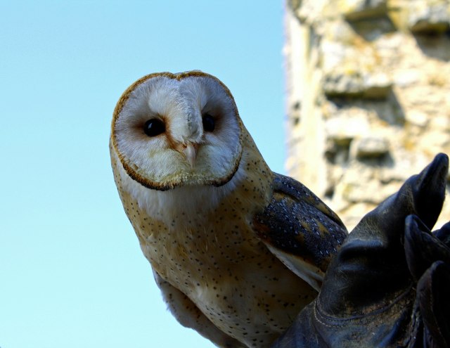 Tyto alba. Foto: Pixabay