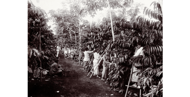 Potret petani di kebun kopi pada masa hindia belanda. Foto: Dok. kitlv.nl