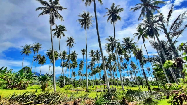 Lokasi yang dihibahkan untuk TPU. Ditumbuhi puluhan pohon kelapa. Saat ini kelapa-kelapa sedang ditebang dan batangnya dihibahkan untuk pembangunan masjid dan sekolah. Selasa, (2/6). Foto: Dok banthayo.id (Wawan Akuba)