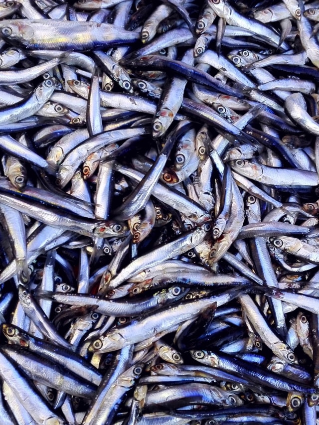 Ilustrasi ikan teri. Foto: Shutterstock