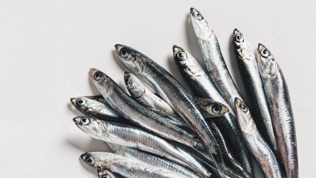 Ilustrasi ikan teri. Foto: Shutterstock