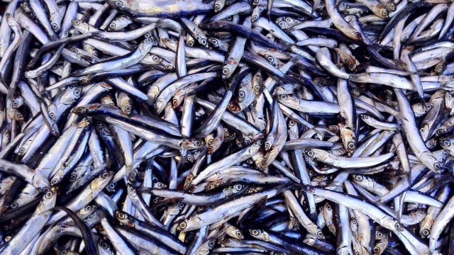 Ilustrasi ikan teri. Foto: Shutterstock