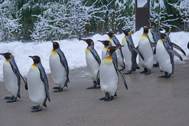 Penguin. Foto: Marcel Langthim from Pixabay