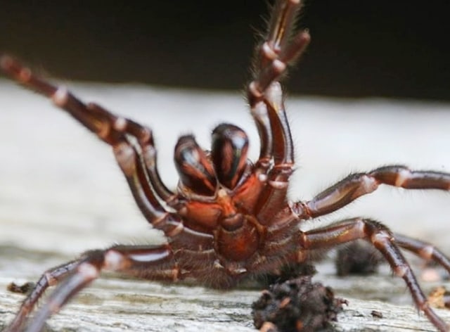 Seekor Laba-laba Funnel Spider Foto: Instagram Australian Reptile Park