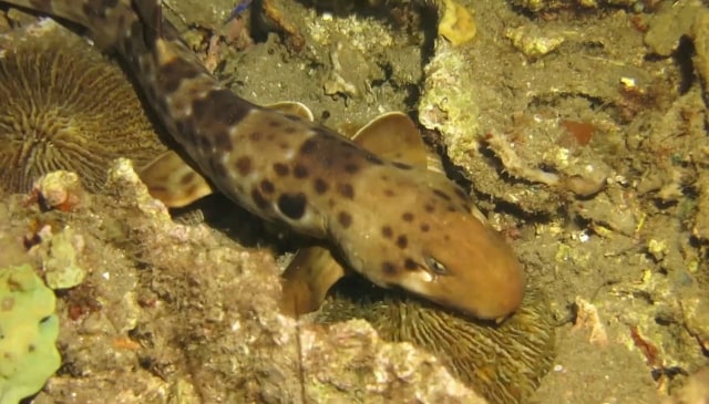 Halmahera walking shark atau hiu berjalan. Foto: Sahril Abdullah.