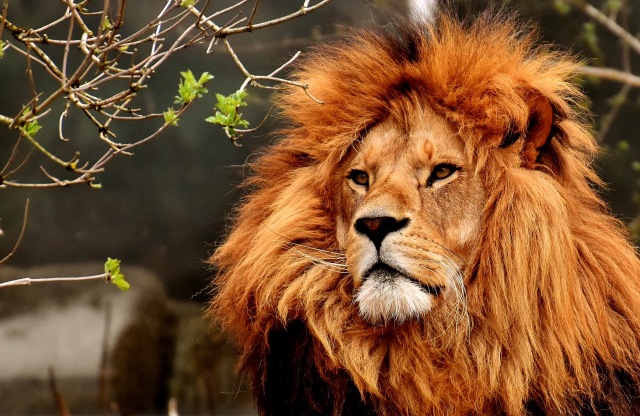 Singa. Foto: Alexas_Fotos from Pixabay 