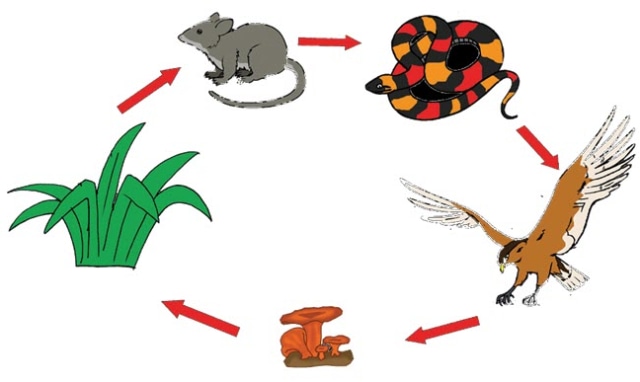 ilustrasi rantai makanan