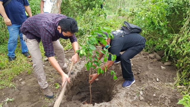 Komunitas Pagar Merapi sedang menanam bibit pohon beringin. Foto: Jay.