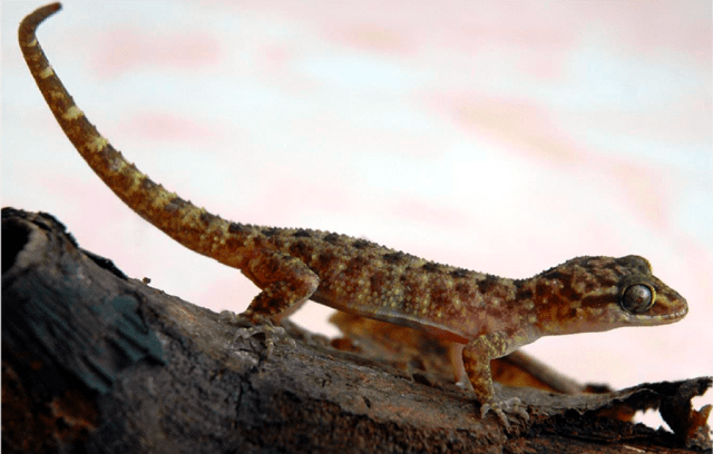 Ilustrasi reptil. Foto: Awal Riyanto/LIPI