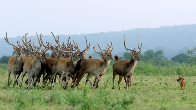 Rusa timor Jawa liar di Savana Bekol Baluran kawanan bebas