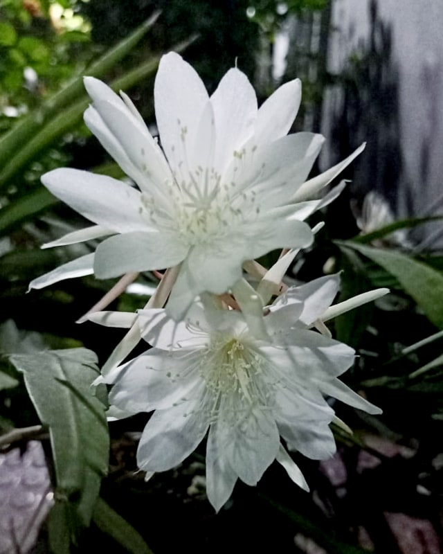 Bunga Wijaya Kusuma, si Ratu Malam yang cantik (Foto: Jamal Mahfudz)