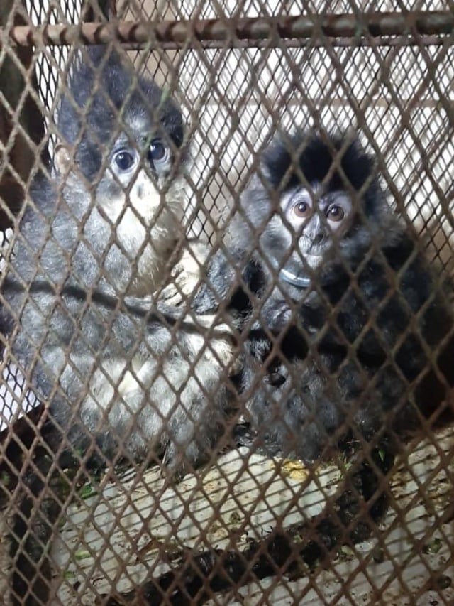 Gakkum KLHK berhasil mengungkap jaringan perdagangan online satwa endemik Surili dan Lutung Jawa.  Foto: Dok. KLHK