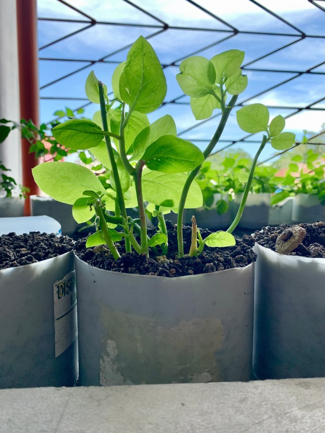 Ilustrasi menanam bayam di polybag. Foto: Shutterstock