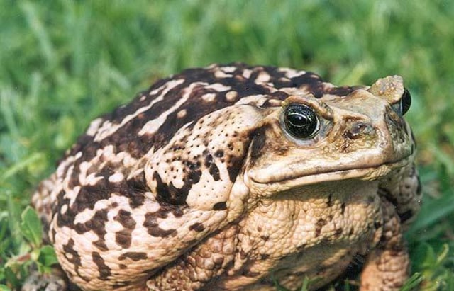Katak tebu. Sumber: Wikimedia Commons