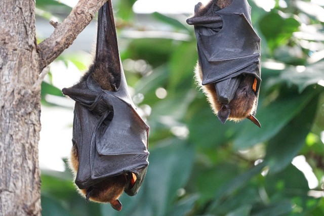 Flying foxes. Gambar oleh Simon Berstecher dari Pixabay 