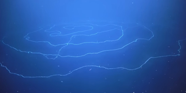 Siphonophore. Foto: Youtube SciTech Daily