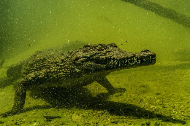 Buaya. Foto: Christo Ras from Pixabay