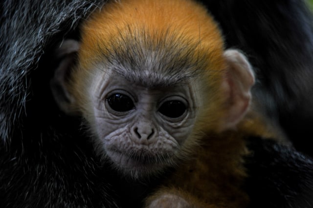 Ilustrasi lutung. Foto: Antara/ kumparan