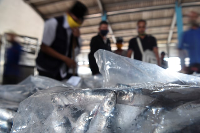 Ikan-ikan yang beku di Tempat Pelelangan Ikan (TPI) di Muara Angke, Jakarta Utara. Foto: Nova Wahyudi/ANTARA FOTO