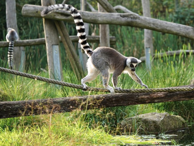 Lemur Ekor Cincin. Foto: Andreas Lischka from Pixabay 