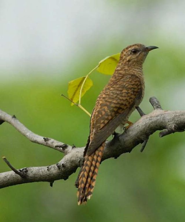 Foto burung kedasih dari Birds of India