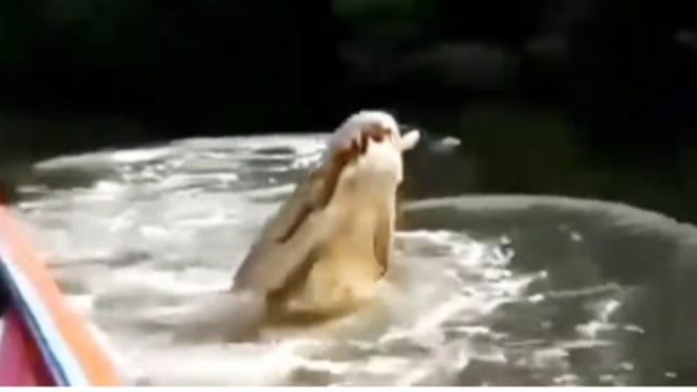 Buaya berukuran besar diberi nama Riska yang bersahabat dengan Pak Ambo di sungai Kaltim. (Foto: Instagram/Tangkapan Layar @fakta.indo)