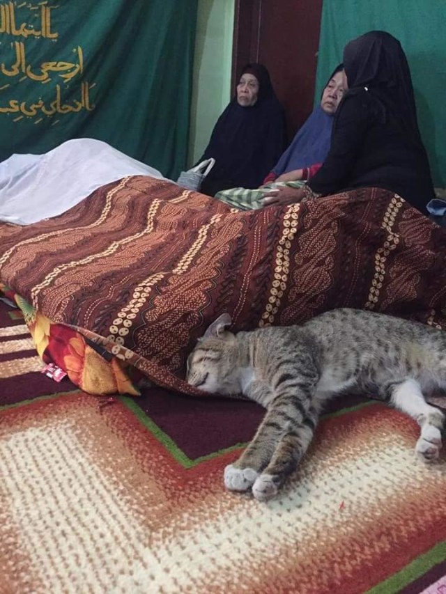 Kisah haru seekor kucing tak mau pisah dari tuannya yang telah meninggal. (Foto: Facebook/Syarifah Hanum)