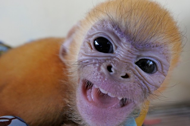Seekor anak lutung jawa (Trachypithecus auratus) diamankan petugas BKSD (Balai Konservasi Sumber Daya Alam) Banten di Serang, Kamis (11/6).  Foto: ANTARA FOTO/Asep Fathulrahman
