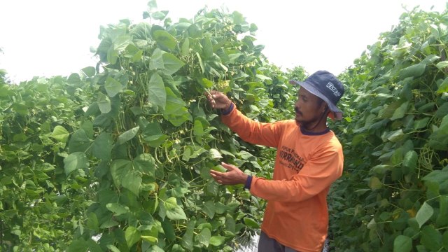 Charis Manan (39) petani asal Dusun Gempol Garut Desa Jelu Kecamatan Ngasem Kabupaten Bojonegoro ini, saat ditemui di sawahnya. Kamis (11/06/2020)