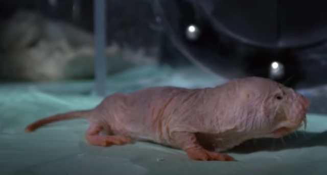 Tikus mol. Foto: Capture Youtube Smithsonian Channel